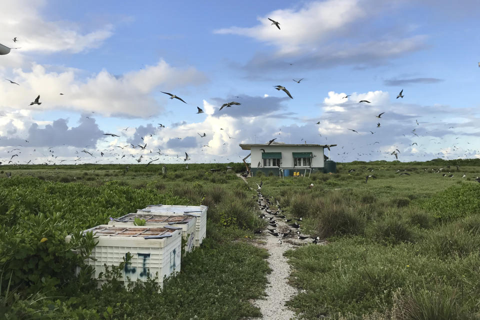 In this June 23, 2020, photo provided by Charlie Thomas, seabirds fly over a field camp on Kure Atoll in the Northwestern Hawaiian Islands. Cut off from the rest of the planet since February, four environmental field workers are back, re-emerging into a society changed by the coronavirus outbreak. (Charlie Thomas/Hawaii Department of Land and Natural Resources via AP)