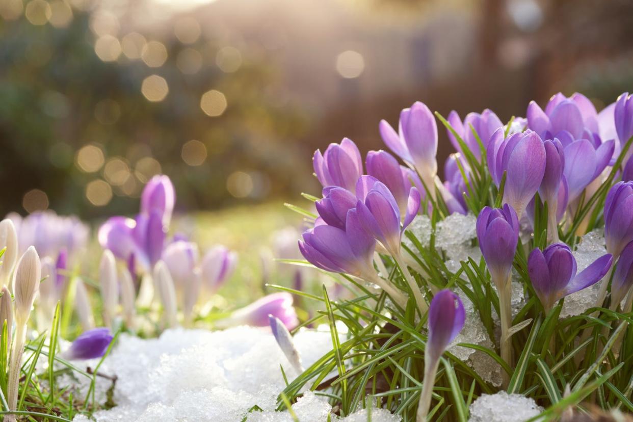 winter flowers