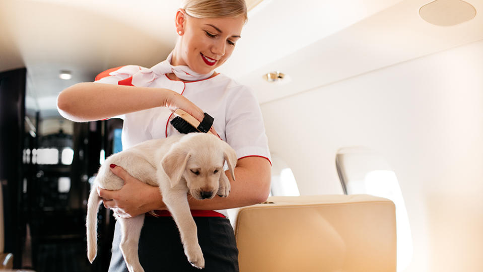 VistaJet has reported a 86 percent jump in pet travel in the US. - Credit: George Baxter