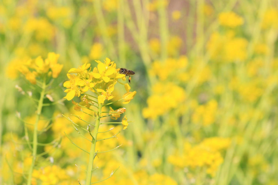 油菜花(Photo Credit: Februa @pixabay.com, License CC0，圖片來源：https://pixabay.com/zh/photos/rape-the-scenery-bee-2729570/)