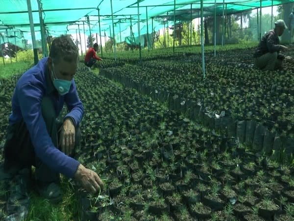 Sheikh-ul-Alam Nursery in Budgam (Photo/ANI)