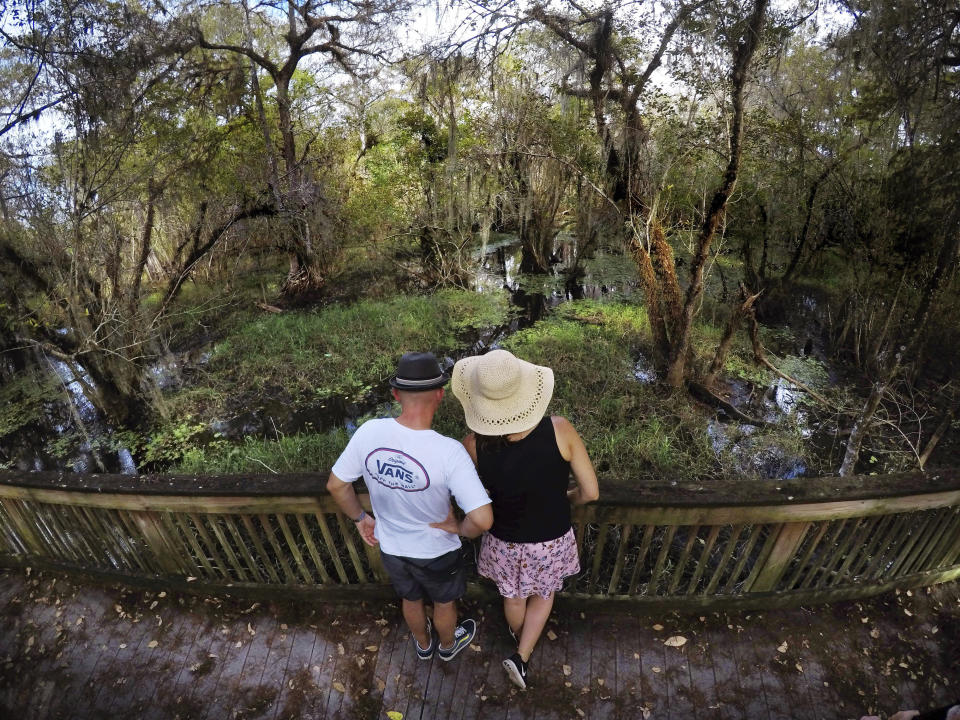 In this Sunday, Oct. 20, 2019 photo, visitors view the scenery and wildlife in the swamp at the Big Cypress National Preserve in Florida. (AP Photo/Robert F. Bukaty)