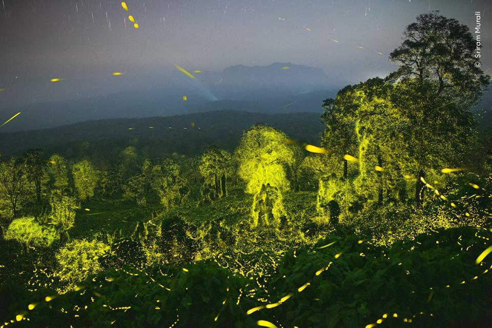 Sriram Murali, winner of Behaviour: Invertebrates, showcases a night sky and a forest illuminated with fireflies at Anamalai Tiger Reserve, Tamil Nadu, India.