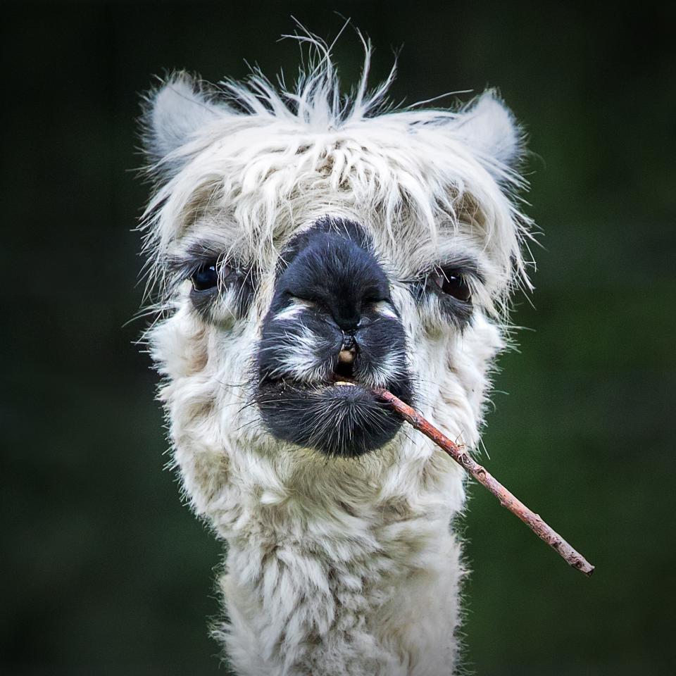 An alpaca appearing to smoke.