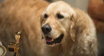 Digger the golden retriever admires KAK's Gold Logie.