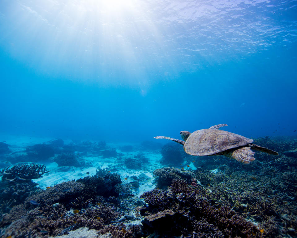 Sea turtles remain vulnerable to plastic pollution as it is often mistaken for food. Source: Getty