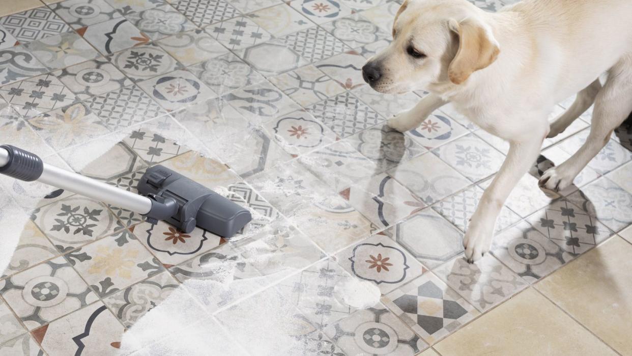 carpet cleaner for pets