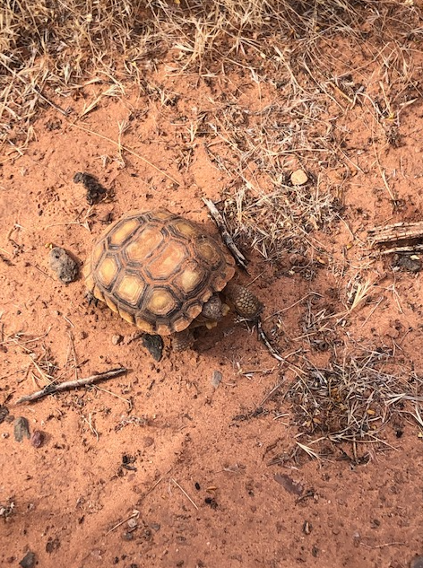 The Utah Division of Wildlife Resources announced Tuesday that it is hosting a brand-new, never-before-seen event: A desert tortoise meet-and-greet. (Courtesy: Utah Division of Wildlife Resources)