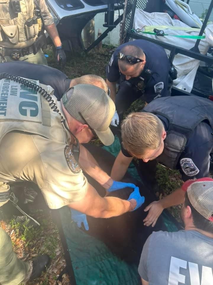 Wildlife officers prepare a tranquilized 350-pound male bear to be moved out of downtown Fort Myers and onto state lands.