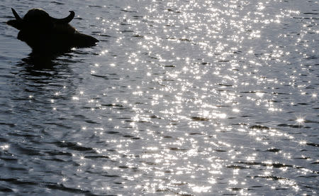 A buffalo wades in the waters of Chebayesh marsh in Dhi Qar province, Iraq April 13, 2019. REUTERS/Thaier al-Sudani