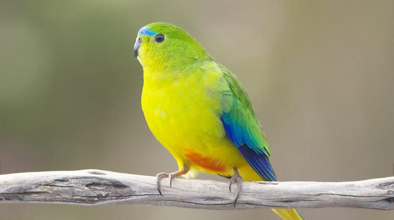 One of the endangered parrots perched on a branch.