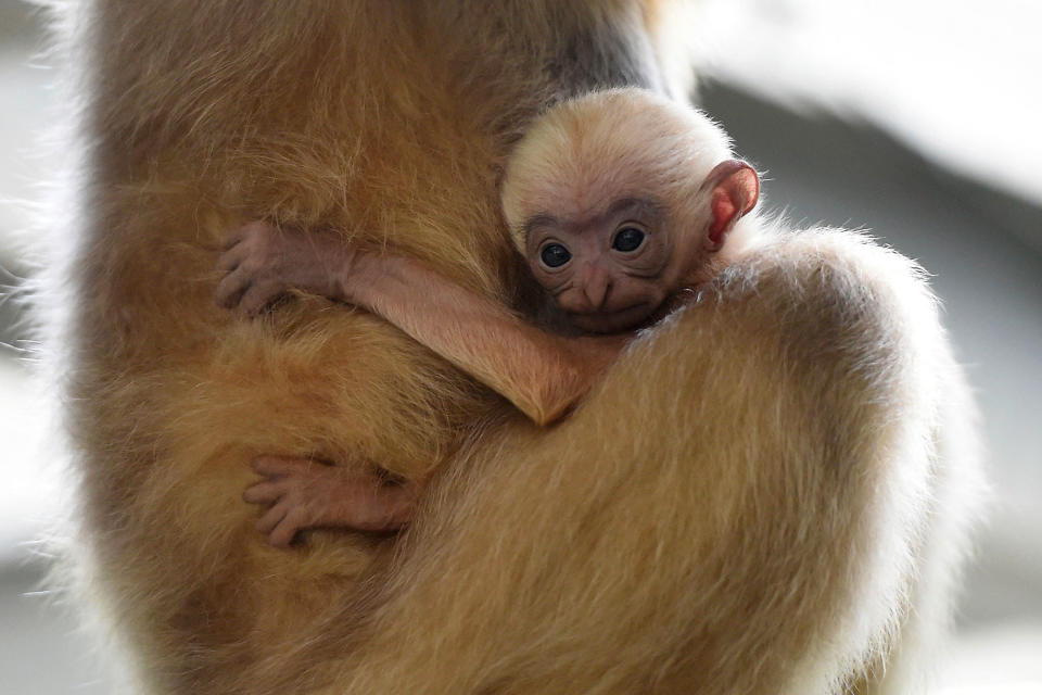 White-cheeked gibbon in England