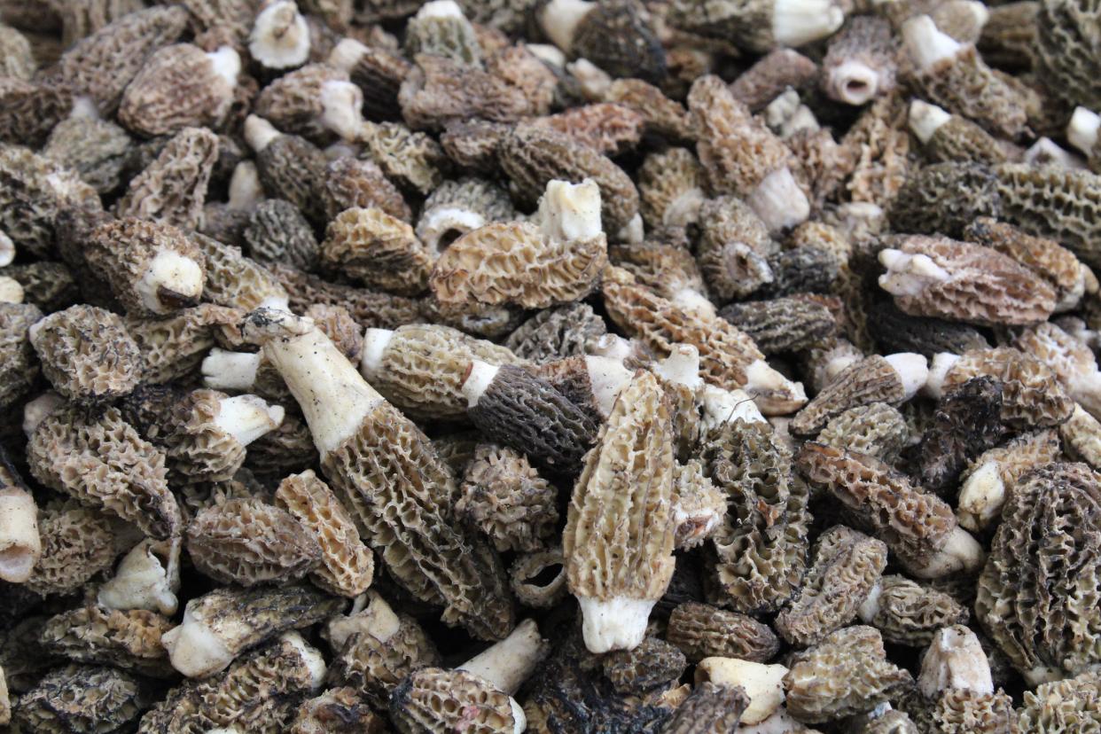 Bunches of Morel mushrooms are sold at the annual Boyne City Morel Mushroom Festival on Saturday, May 20, 2023.