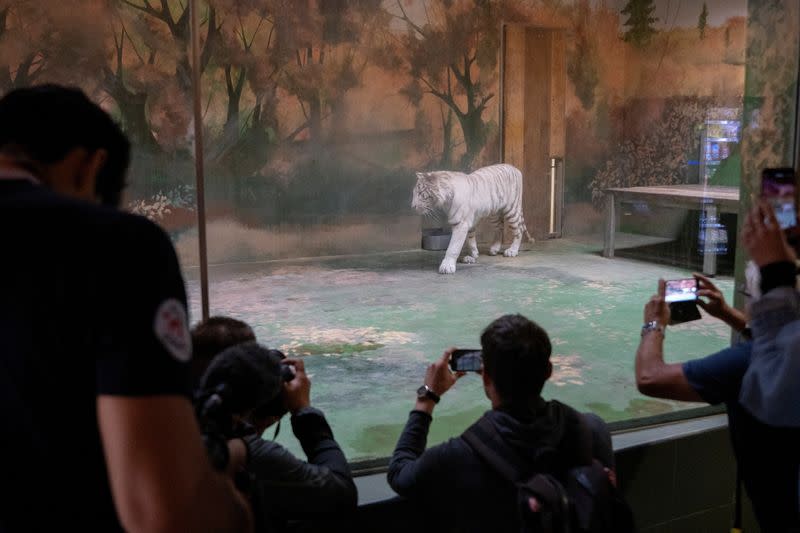 White tiger cub is seen inside its enclosure in Hodonin zoo