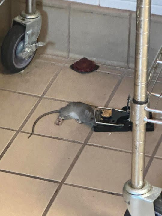 Rodents at the Red River Dining Facility on Barksdale Air Force Base