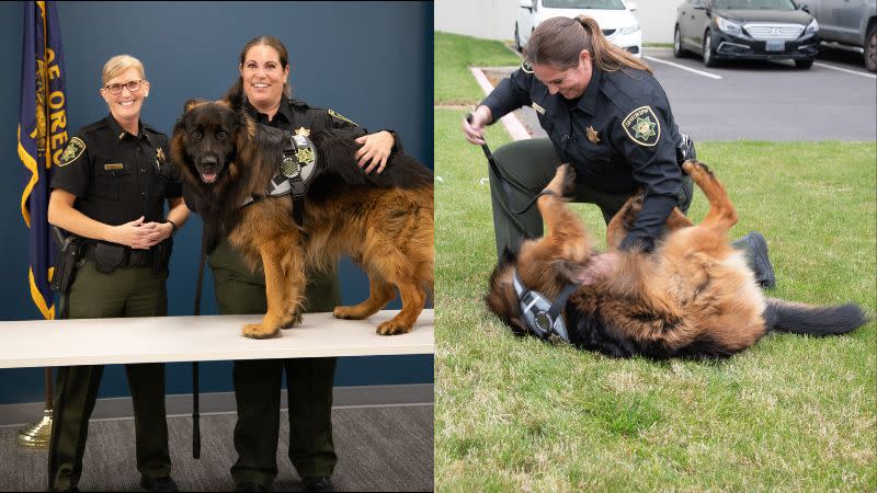 <em>Burton is the Multnomah County Sheriff’s Office’s new comfort dog. (MCSO)</em>