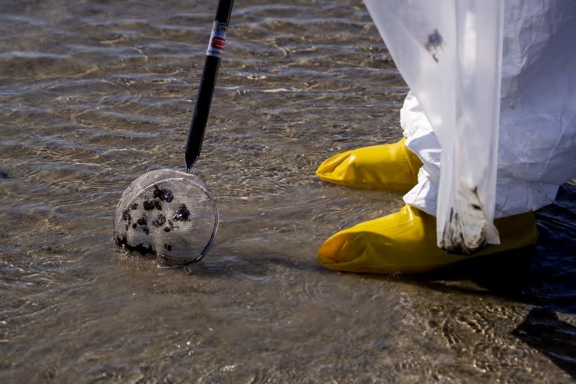 Huntington Beach, CA - October 05: An environmental oil spill cleanup crew member picks up chucks of oil on the beach from a major oil spill at Huntington Dog Beach in Huntington Beach Tuesday, Oct. 5, 2021. Environmental cleanup crews are spreading out across Huntington Beach and Newport Beach to cleanup the damage from a major oil spill off the Orange County coast that left crude spoiling beaches, killing fish and birds and threatening local wetlands. The oil slick is believed to have originated from a pipeline leak, pouring 126,000 gallons into the coastal waters and seeping into the Talbert Marsh as lifeguards deployed floating barriers known as booms to try to stop further incursion, said Jennifer Carey, Huntington Beach city spokesperson. At sunrise Sunday, oil was on the sand in some parts of Huntington Beach with slicks visible in the ocean as well. "We classify this as a major spill, and it is a high priority to us to mitigate any environmental concerns," Carey said. "It's all hands on deck." (Allen J. Schaben / Los Angeles Times)