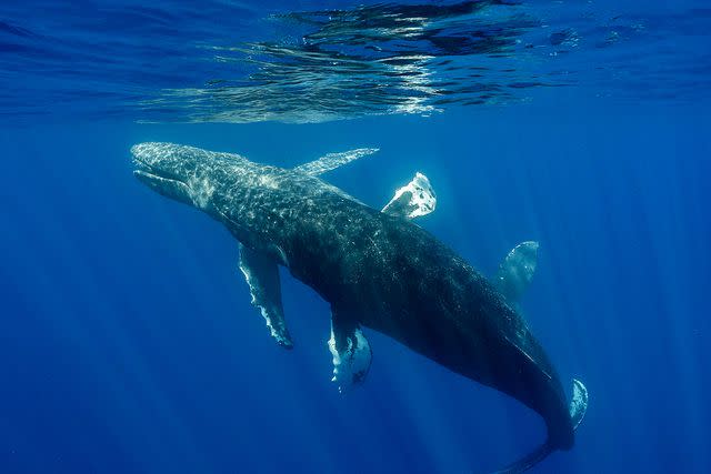 <p>Lyle Krannichfeld/Brandi Romano/PWF/SWNS</p> A humpback whale in Maui