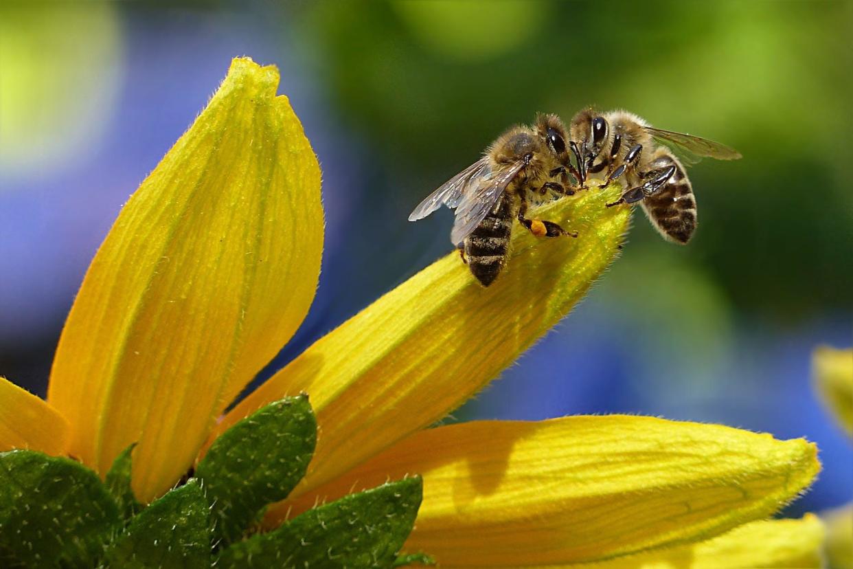 Honey bees are a vital part of our ecosystem because they are efficient pollinators and are very mobile, with whole colonies able to be moved to areas that need pollination for crops.