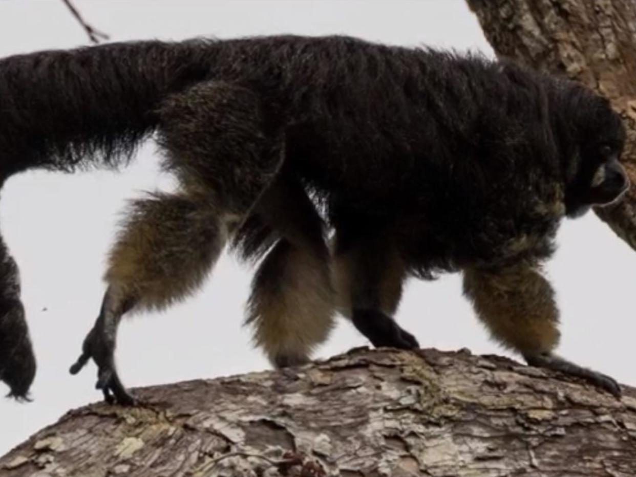 The elusive Vanzolini saki monkey: National Geographic