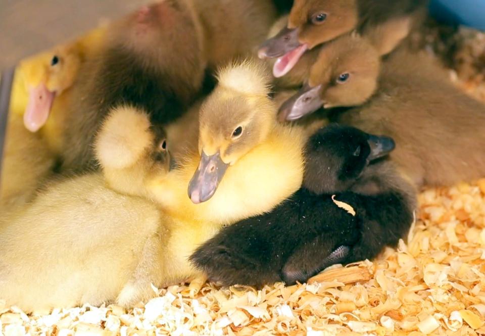 Spring Cuddles on the Farm will be held at McDonalds Greenhouse this weekend, where guests have the chance to snuggle up with a variety of baby animals.