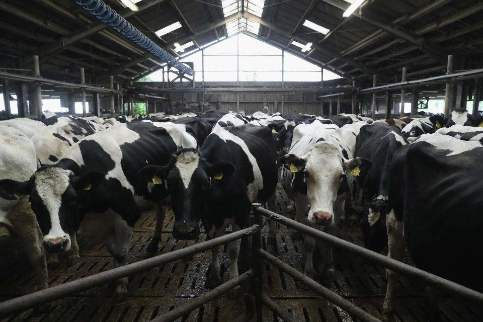 Kühe in Bandelow, Deutschland, warten darauf, gemolken zu werden (Bild: Sean Gallup/Getty Images)