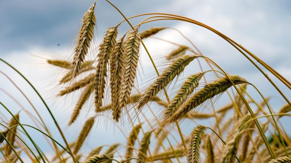 Weizenähren wachsen auf einem Feld der Agrargenossenschaft Ranzig in Brandenburg.