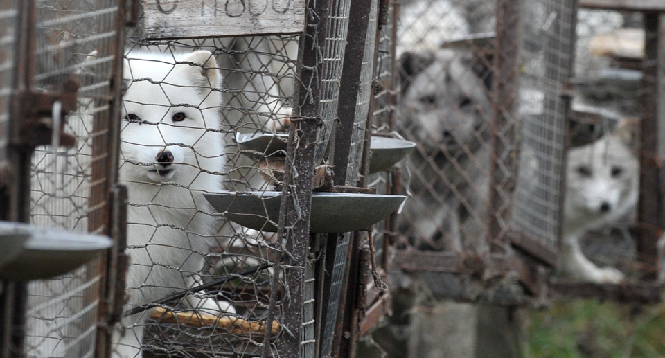 Minks inside cages at a fur farm.