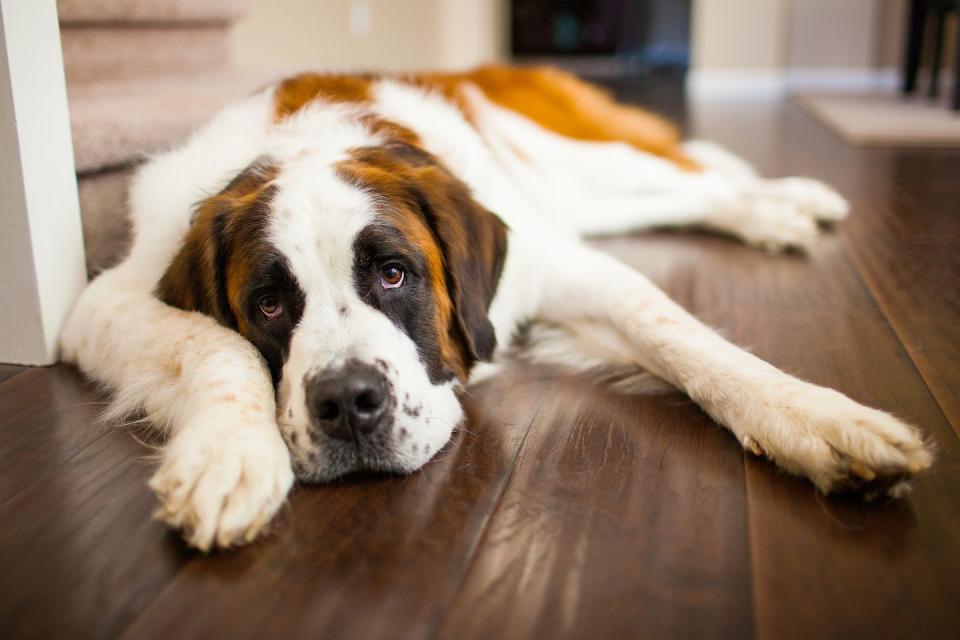 a tired saint bernard dog relaxes on a hardwood floor indoors