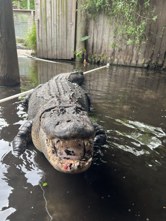 Photo credit: Croc Encounters in Tampa