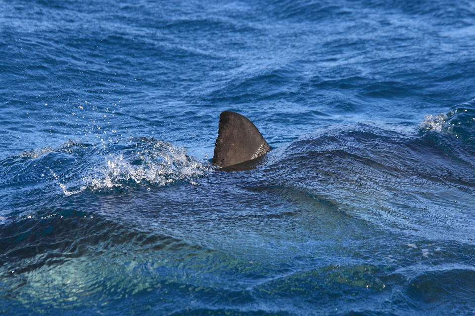 A shark fin partially emerges from the ocean's surface, creating a ripple in the water