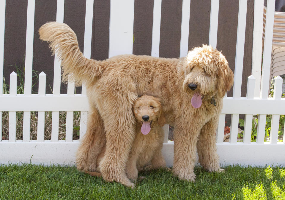Goldendoodles are among the top five most popular dog breeds in Canada. (Getty) A small Goldendoodle Puppy (Woody) sits upright underneath a standing larger Goldendoodle Puppy (Toby) in a backyard