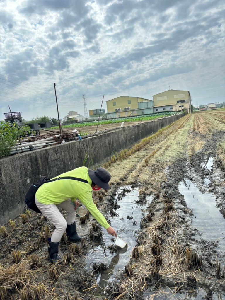 防疫人員針對個案居住地周邊水稻田進行病媒調查。（記者王正平攝）