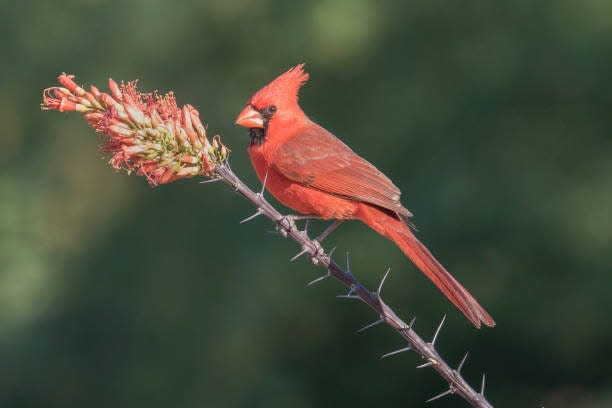 The northern cardinal is the state bird of Illinois.