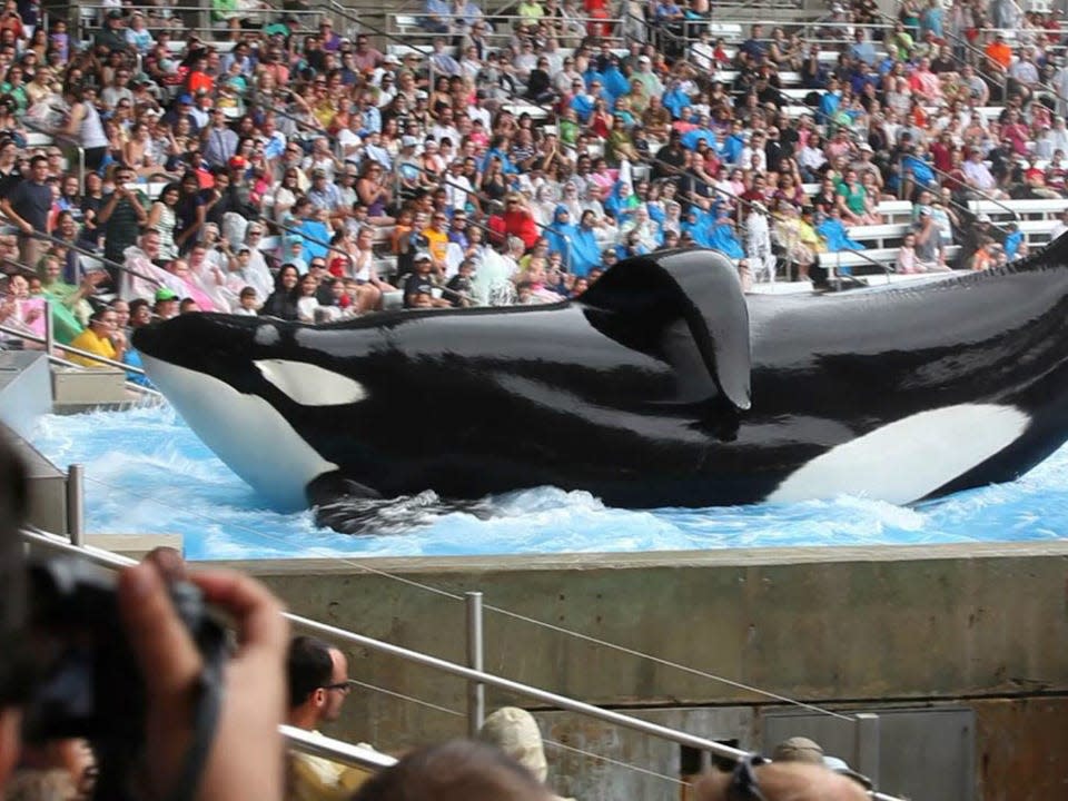 Tilikum at SeaWorld