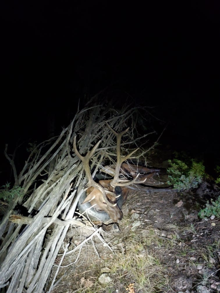 An elk had a car tire stuck around its neck for more than two years. On Saturday, Colorado Parks and Wildlife officers removed the tire.