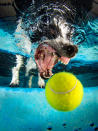 <p>A Jack Russell-Japanese spitz cross chases the underwater ball. (Photo: Jonny Simpson-Lee/Caters News) </p>