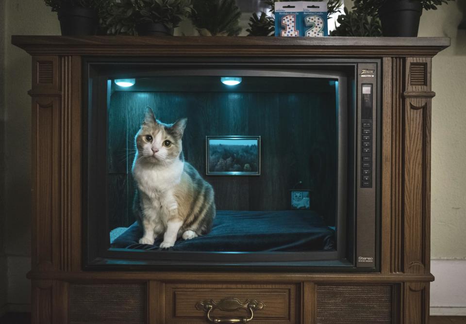 a vintage television set with the wood frame that's been gutted, inside a cat sits on a soft mat