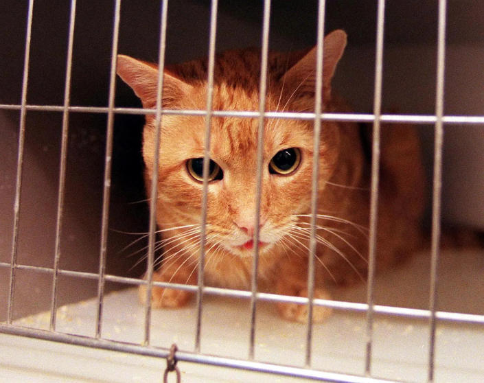 orange cat in shelter