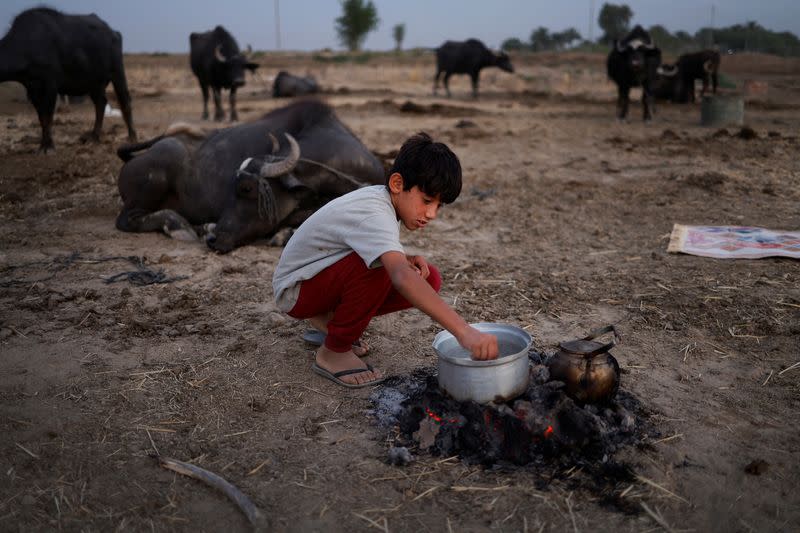 The Wider Image: Drought imperils Iraq's water buffalo and a child's way of life