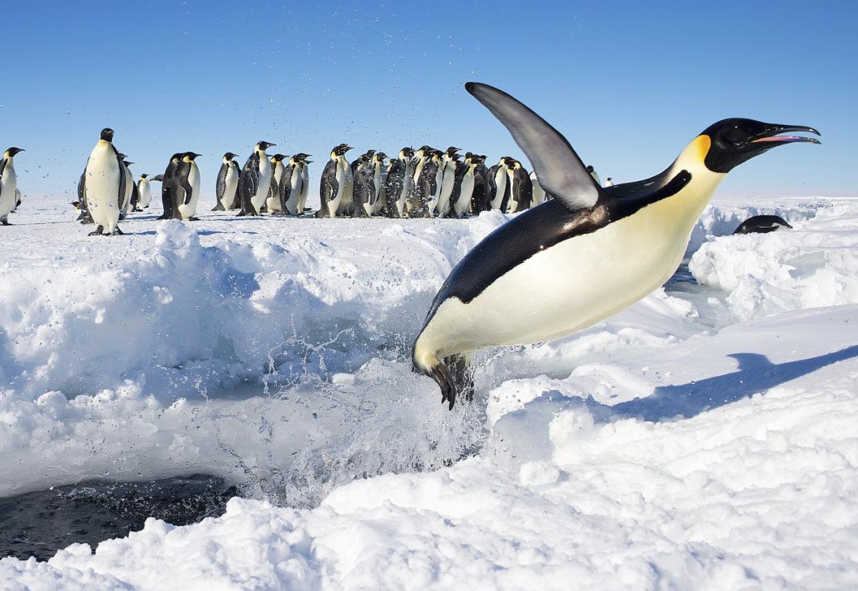 <span class="caption">Specialized anatomy means flightless penguins are master swimmers.</span> <span class="attribution"><a class="link " href="https://commons.wikimedia.org/wiki/File:Penguin_in_Antarctica_jumping_out_of_the_water.jpg" rel="nofollow noopener" target="_blank" data-ylk="slk:Christopher Michel;elm:context_link;itc:0;sec:content-canvas">Christopher Michel </a>, <a class="link " href="http://creativecommons.org/licenses/by-sa/4.0/" rel="nofollow noopener" target="_blank" data-ylk="slk:CC BY-SA;elm:context_link;itc:0;sec:content-canvas">CC BY-SA</a></span>