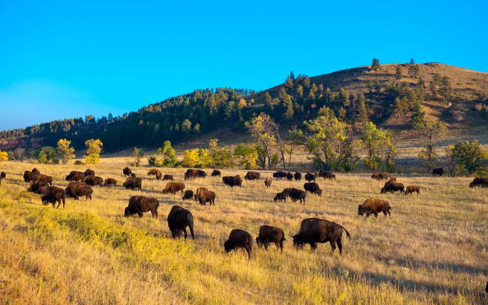 Bison in South Dakota