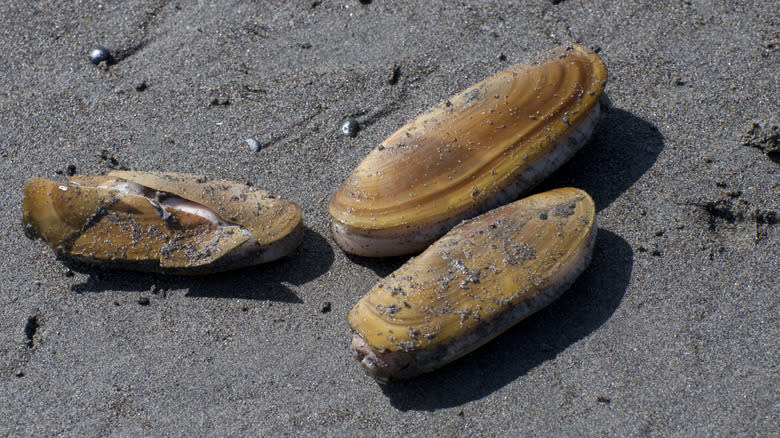 Pacific razor clams on beach