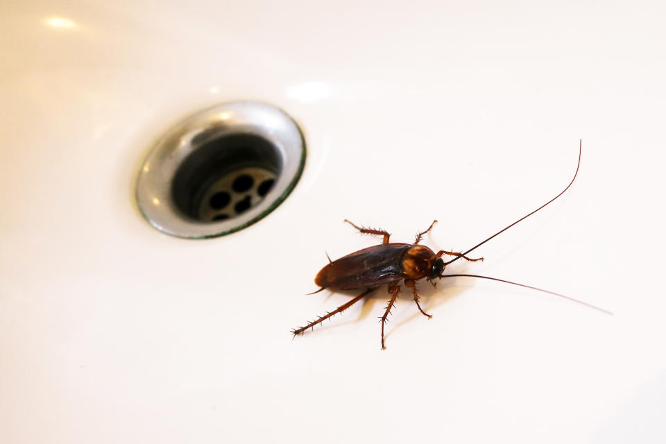 Le cafard mesure en moyenne 2 à 3 cm (crédit : getty image)