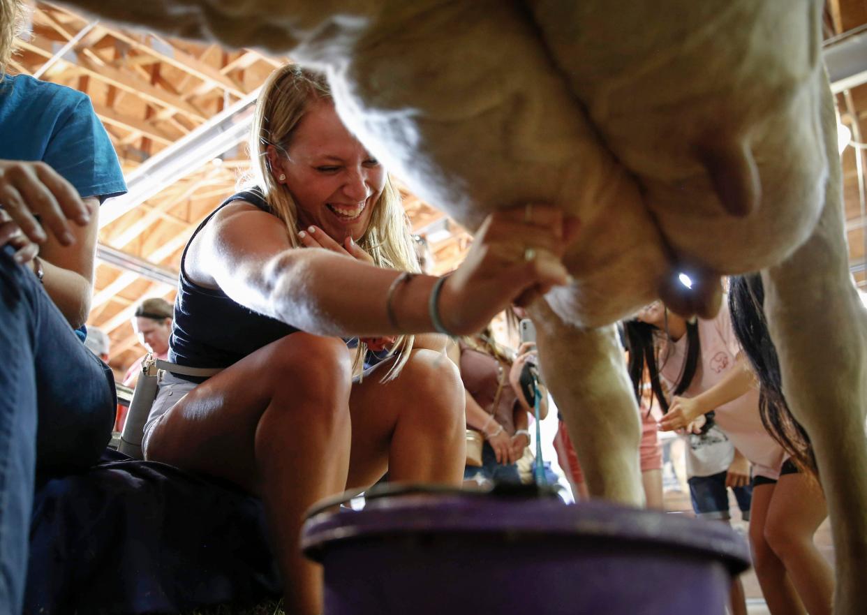 Milking a dairy cow at the Iowa State Fair.