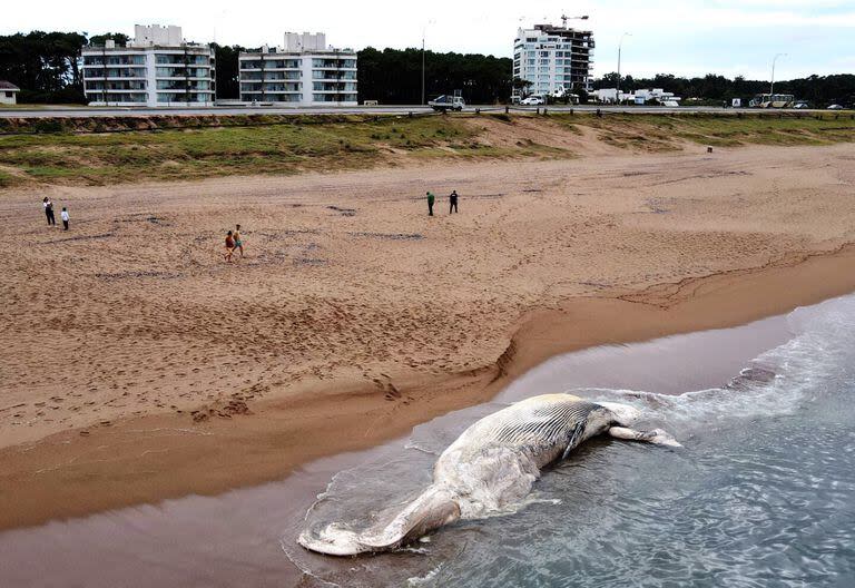 Ballena rorcual encontrada muerta y en estado de descomposición en Punta del Este
