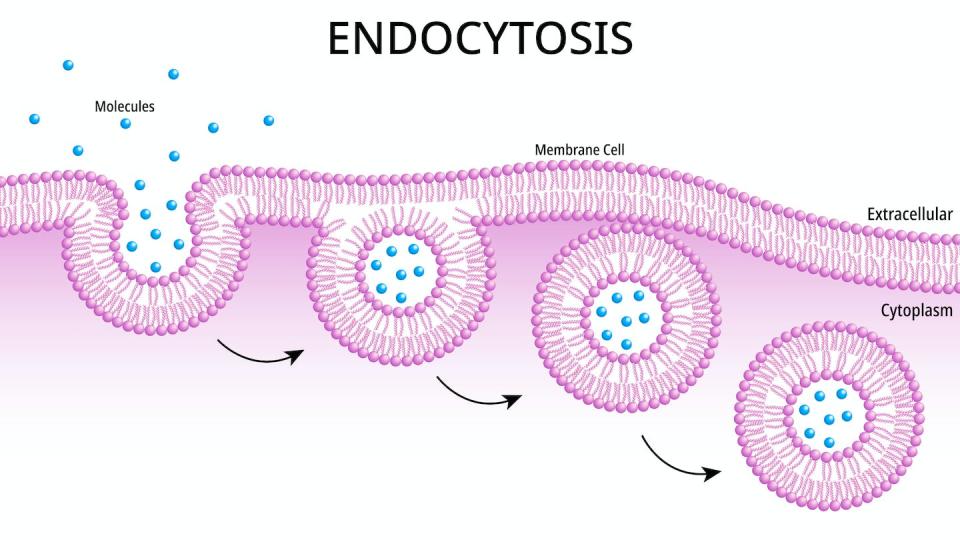 Endocytosis is the process by which material outside the cell, such as mRNA molecules, is engulfed within the cell. <a href="https://www.gettyimages.com/detail/illustration/endocytosis-process-cells-absorb-external-royalty-free-illustration/1621615509" rel="nofollow noopener" target="_blank" data-ylk="slk:alfa md/iStock via Getty Images Plus;elm:context_link;itc:0;sec:content-canvas" class="link ">alfa md/iStock via Getty Images Plus</a>