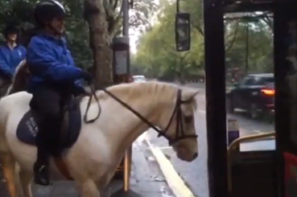 Horse tries to get on London bus