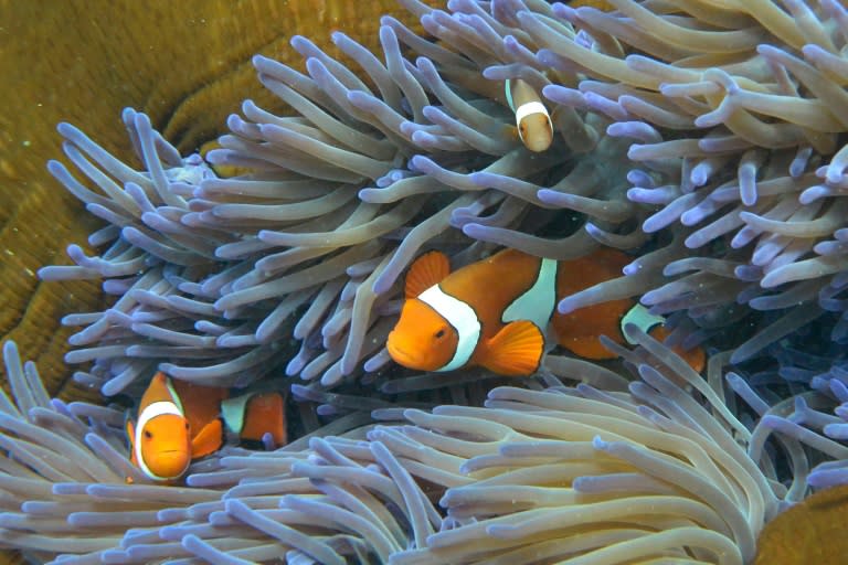 Australia's Great Barrier Reef is under pressure from climate change, farming run-off, development and the crown-of-thorns starfish, with the problems compounded this year by a powerful cyclone pummelling the area