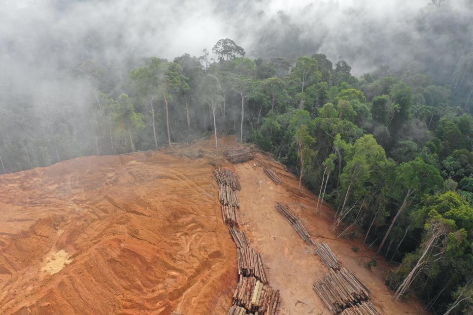 Deforestation in Malaysia